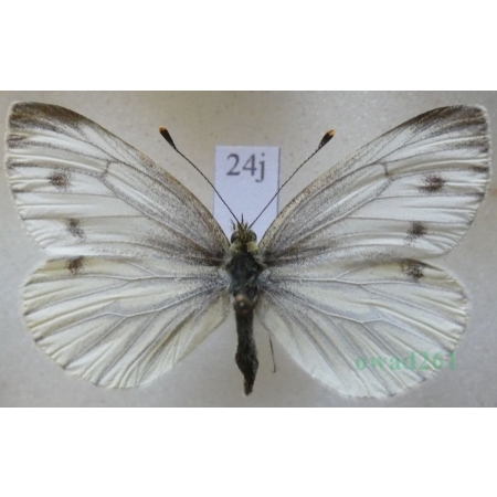 Pieris napi (Linnaeus, 1758) female Bielinek bytomkowiec Czech24j